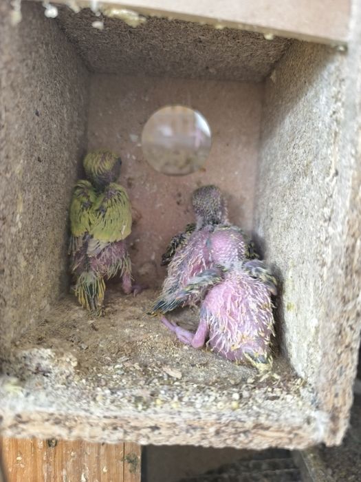 Piriquitos de 22 /12/2025