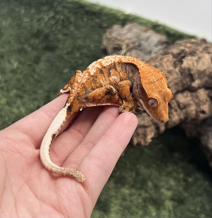 Gekon orzęsiony samica możliwe terrarium