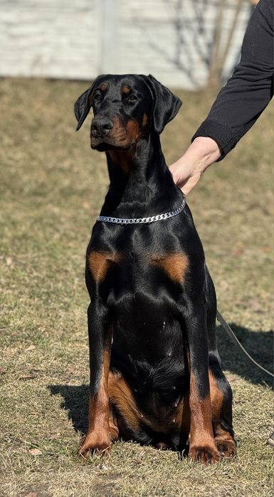 Доберман КСУ/FCI