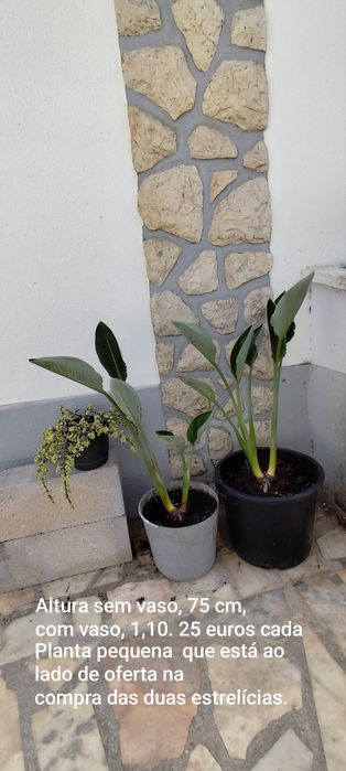Várias plantas de jardim.