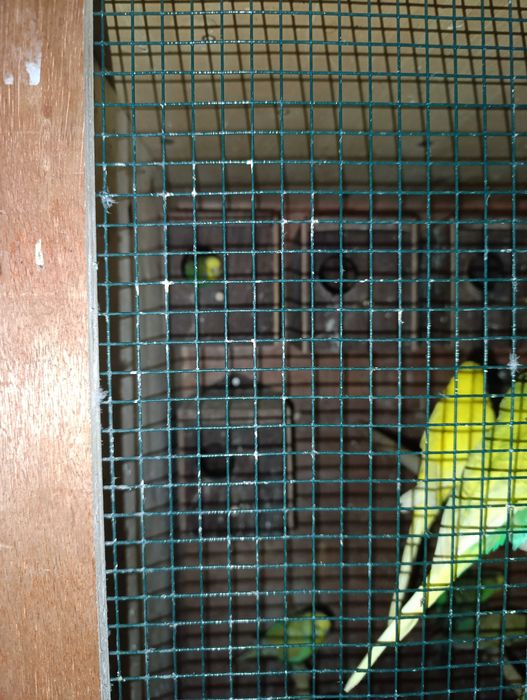 Viveiro com   Piriquitos