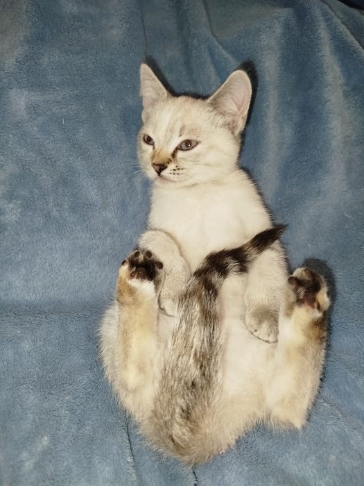 Кошенята  страйт