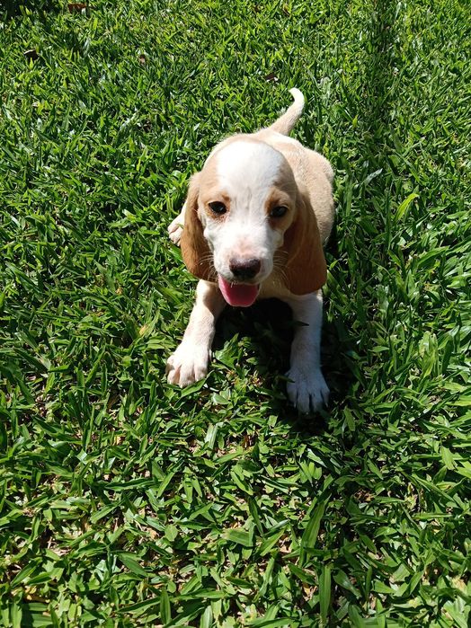 Beagle bicolor lindo