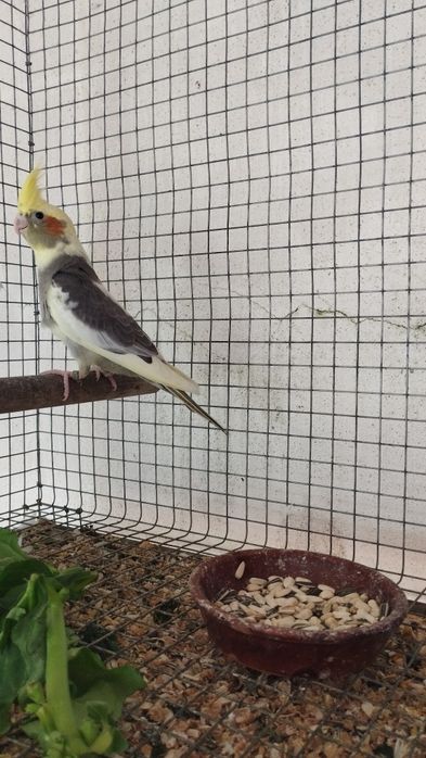 Lindos filhotes de caturra  com 3 semanas