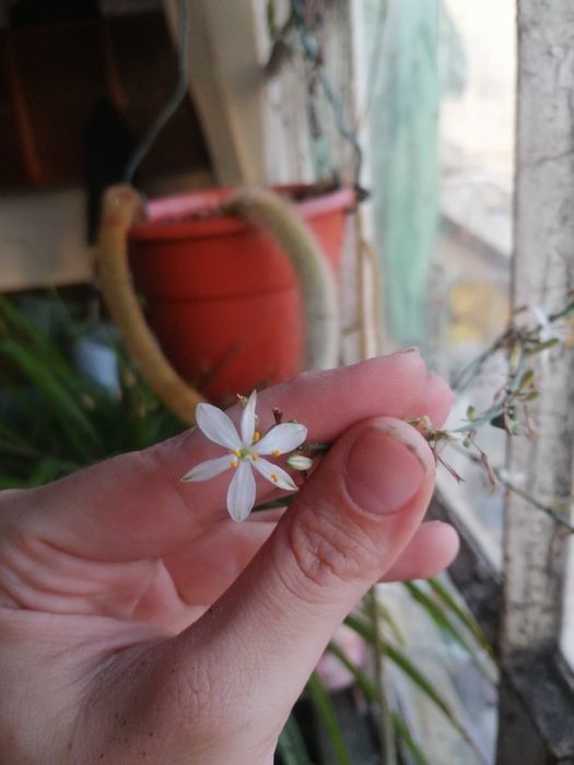 Planta Anthericum liliago