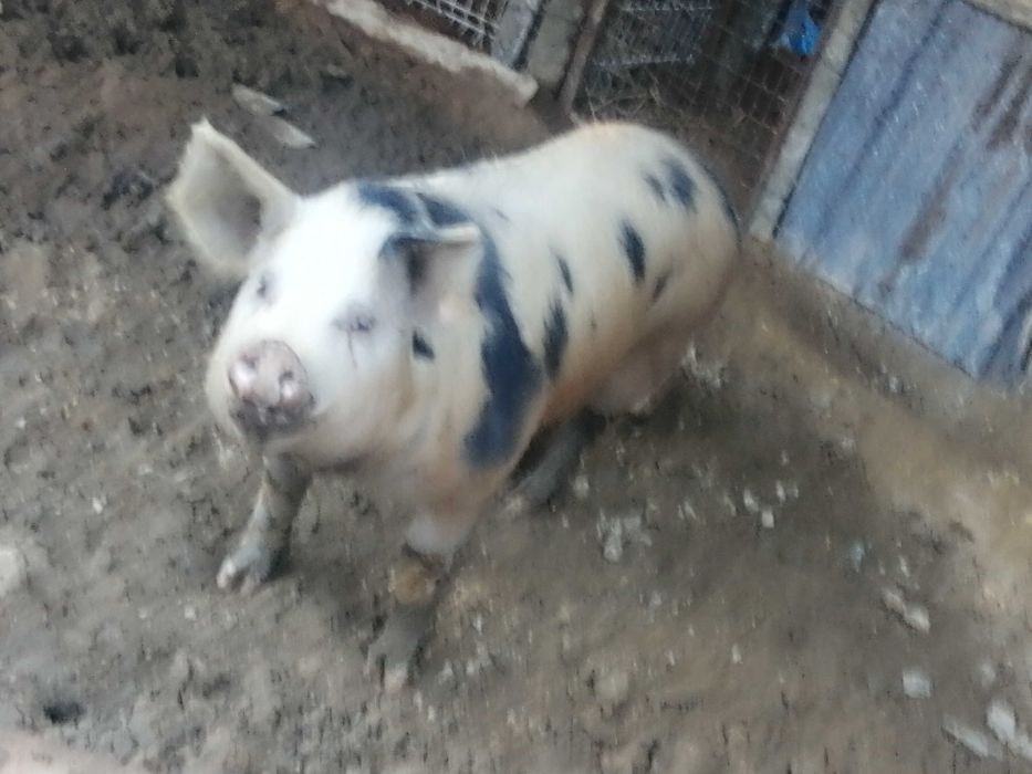 Vendo porco de cobriçao (inteiro)