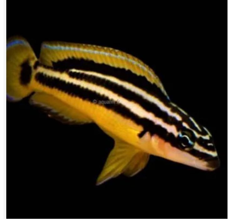 Naskalnik Julidochromus ornatus