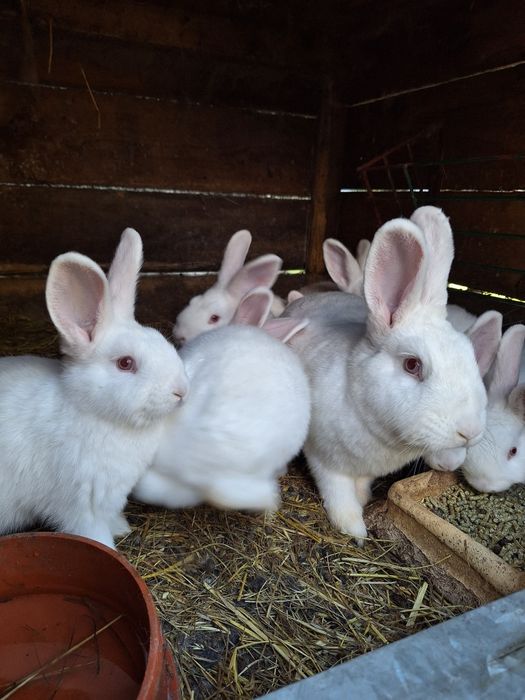 Młody królik nowozelandzki