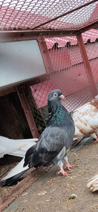 Gołębie zamojskie gładkie