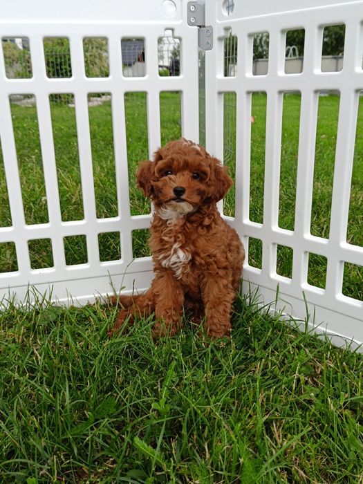 Cavapoo  chłopak