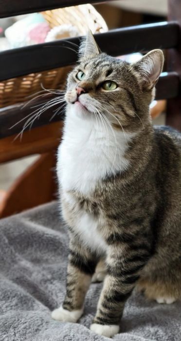 Charlie koci gentleman do adopcji