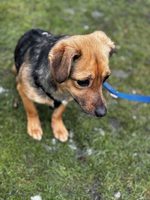 Skrzywdzona bezdomna sunieczka potrzebuje domu