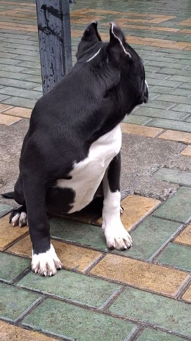 Черная  дівочка.