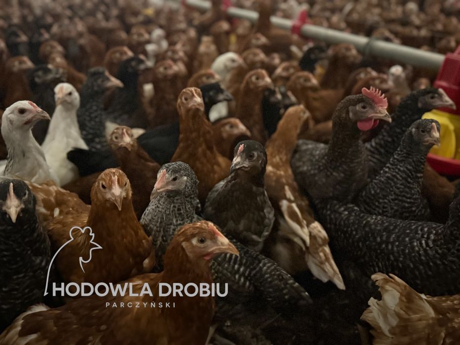 Młode Kury Nioski - Z DOSTAWĄ. Szczepione! HODOWLA DROBIU Parczyński