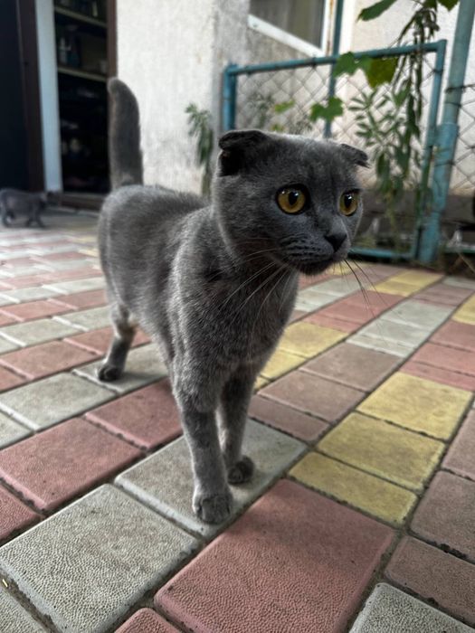 Продаж любячих кошенят