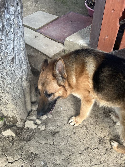 Вʼязка німецької вівчарки