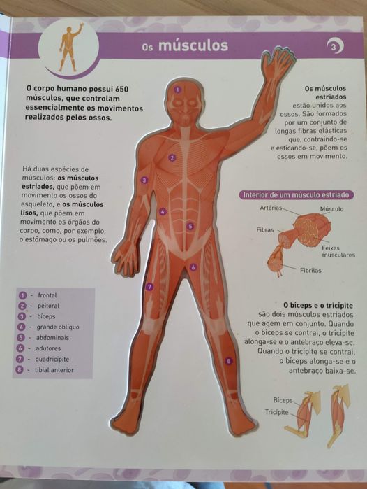Livro cartonado O corpo humano em transparências