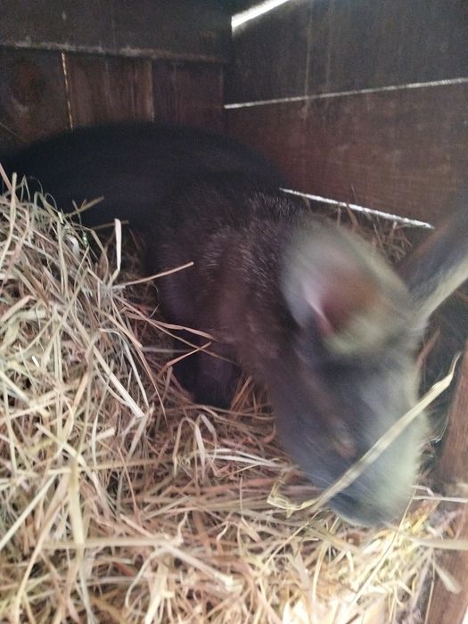 Sprzedam młode króliki samice i samce