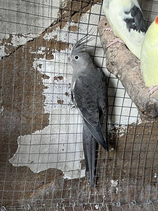 Lote de aves psitacideos