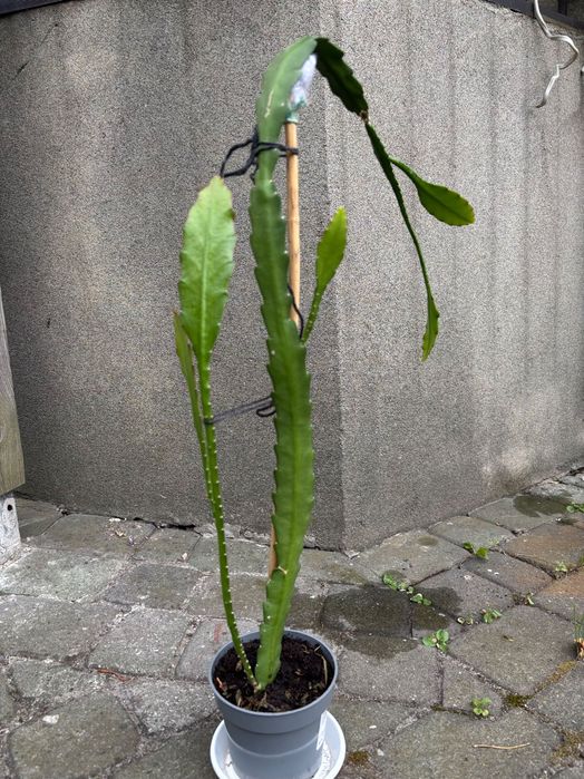 Grudnik czerwony kaktus Bożego Narodzenia Epiphyllum Ackermanii