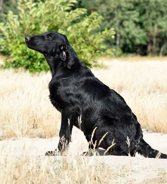 FLAT COATED RETRIEVER - super chłopczyk z potencjałem :)