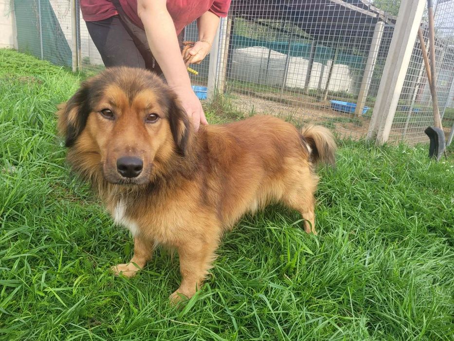 Sziro do adopcji