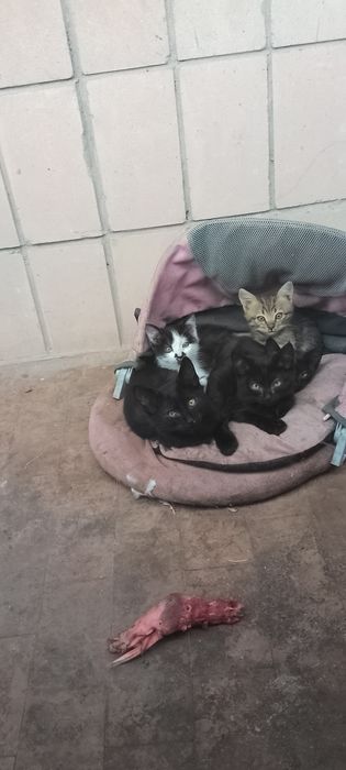 Кошенята грайливі кумедні малюки