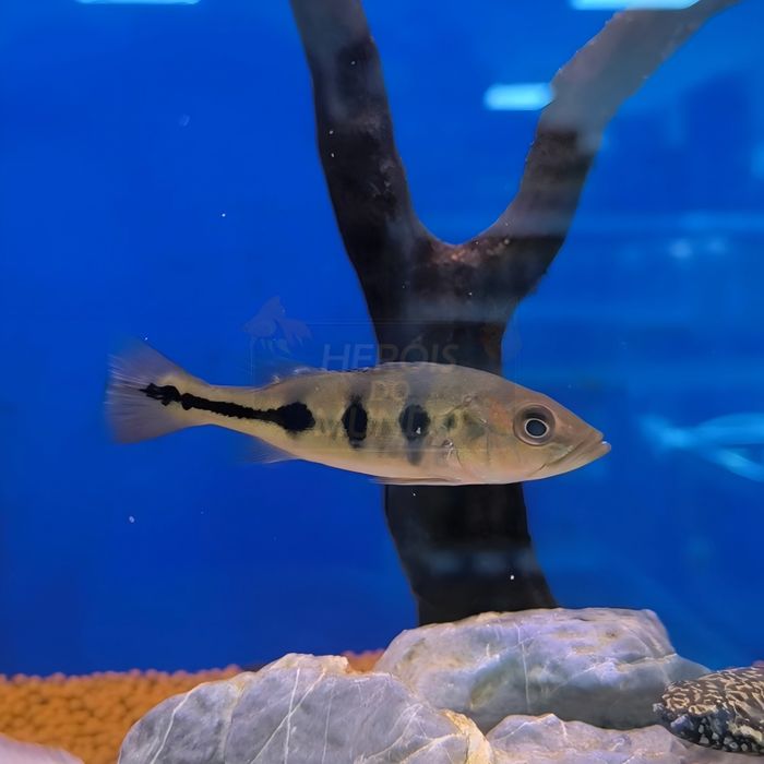 Tucunaré Amarelo (Cichla Munoculos)