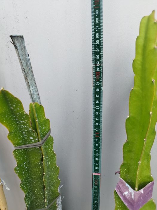 Pitaya para plantar com boa raíz