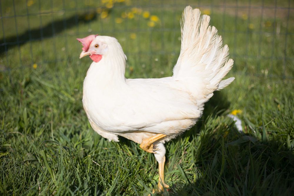 Tetra tintet z jajkiem nioska dowóz Gratis