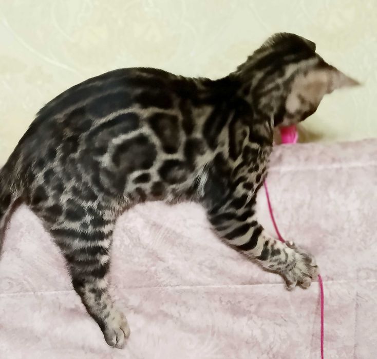 Яркий бенгальский мальчик