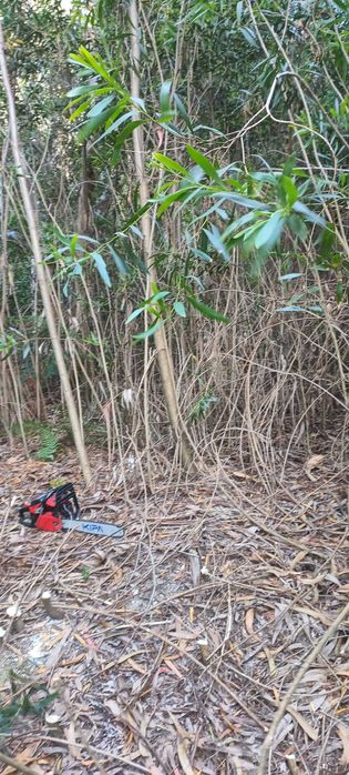 Limpeza de terrenos e florestas