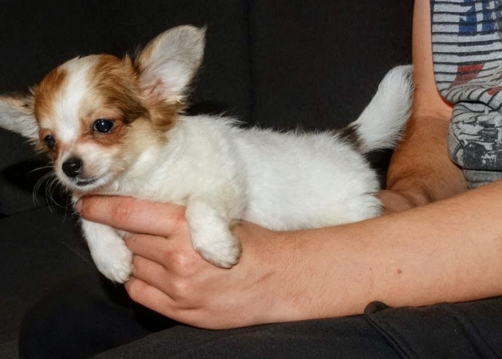Chihuahua super przystojniak