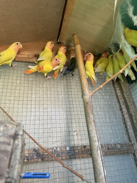 Agapornis roseicollis de várias cores