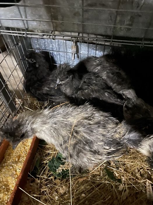 Cedo sedosas fo japao novas