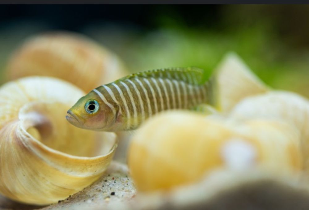 Лампрологус Мультифасциатус, цихлида Озера Танганика, рыбки