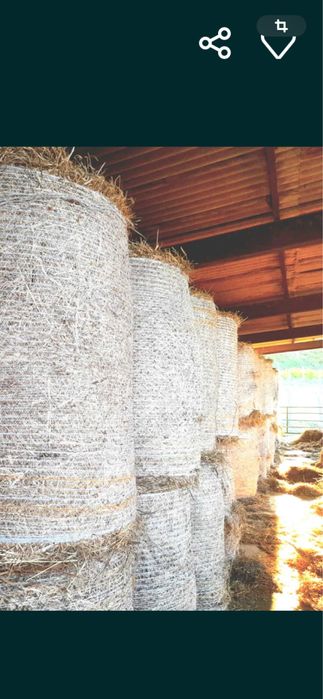 Rolos de palha guimarães.