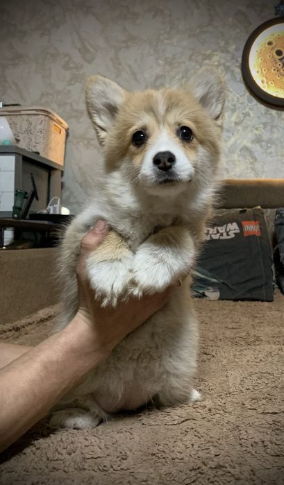 Цуценята коргі Пемброк