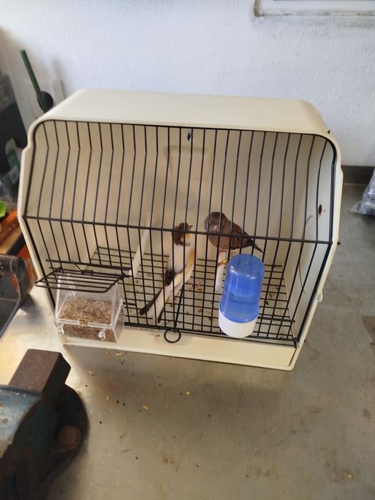 Cedência de Canários/as Arlequim