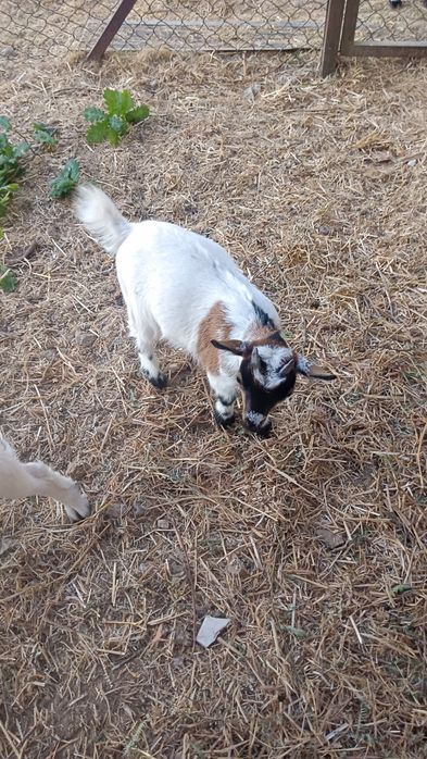 Cabritinho anão para venda, pais vacinados e chipados