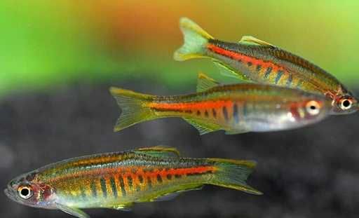 Danio Choprae - Danio Myanmarski