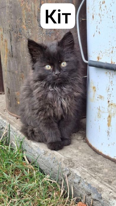 Віддамо кошенят 2 місяці