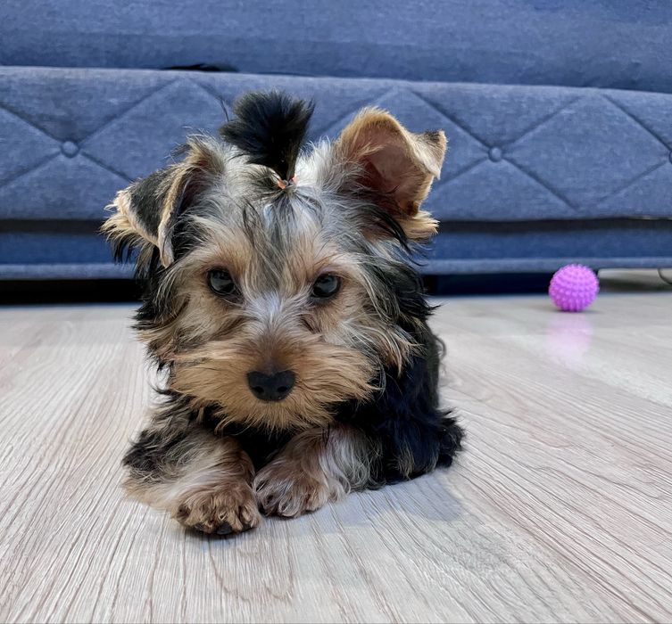 York, Yorkshite Terrier