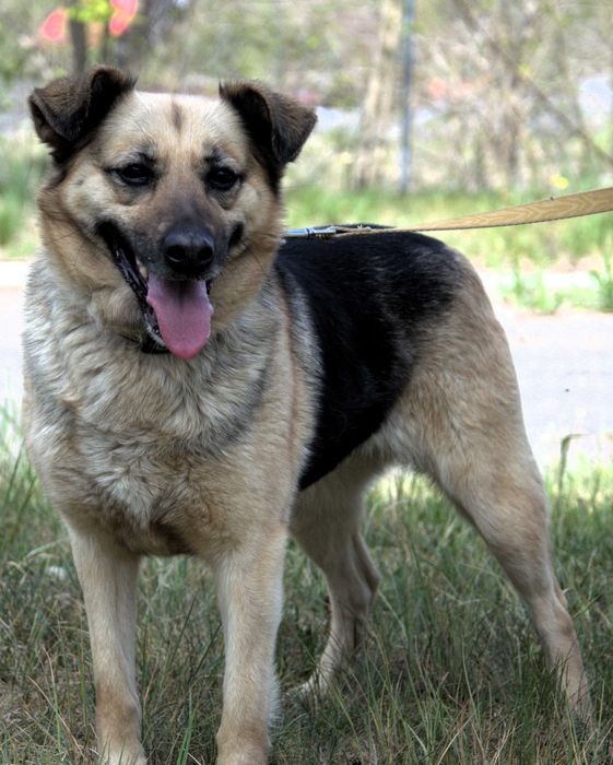 Gabi - pies do adopcji