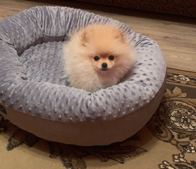 В'язка, Тедді готовий для побачень із дівчатками