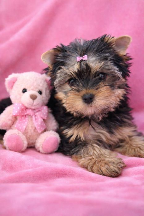 Йоркшерский терьер девочка