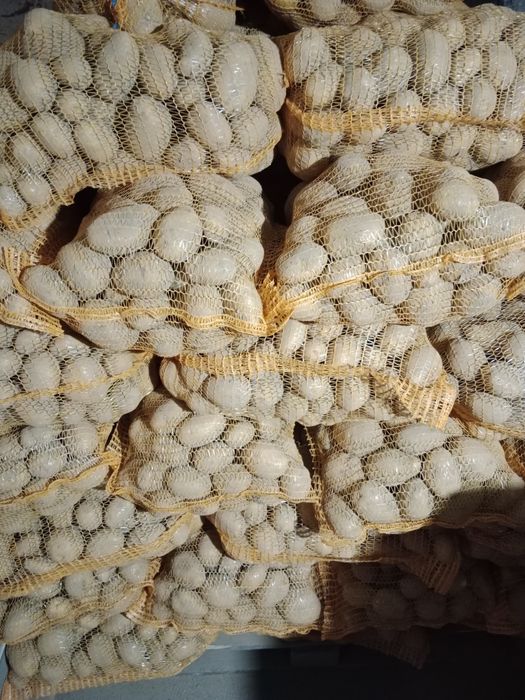 Ziemniaki jadalne Soraya