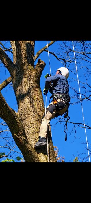 Usługi arborystyczne. Wycinka drzew trudnych metodą alpinistyczną sekcyjnie drzew