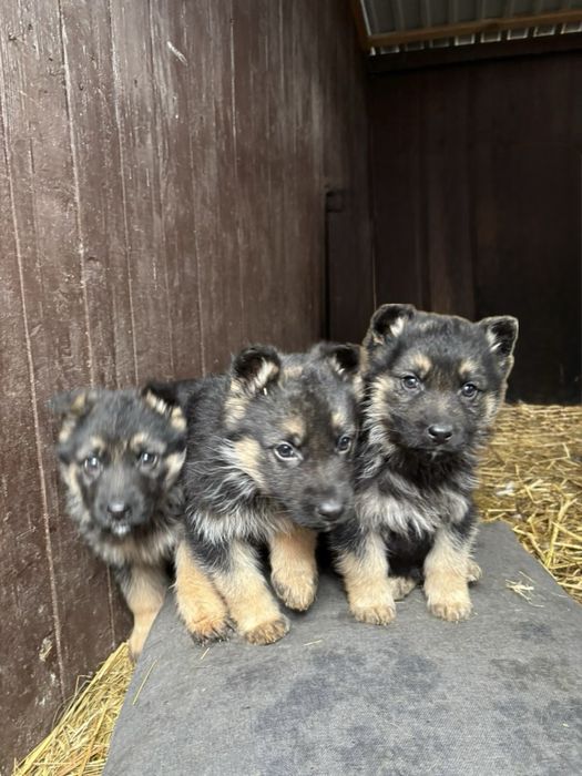 Цуценята німецької вівчарки 2 місяці