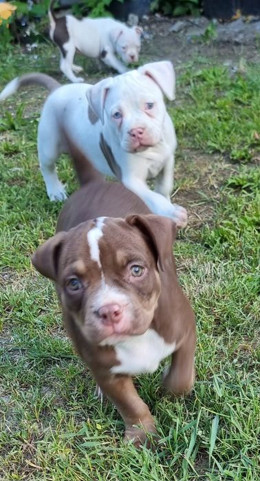 Śliczny American Bully